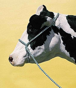 Cattle Halter - American Wash Halters