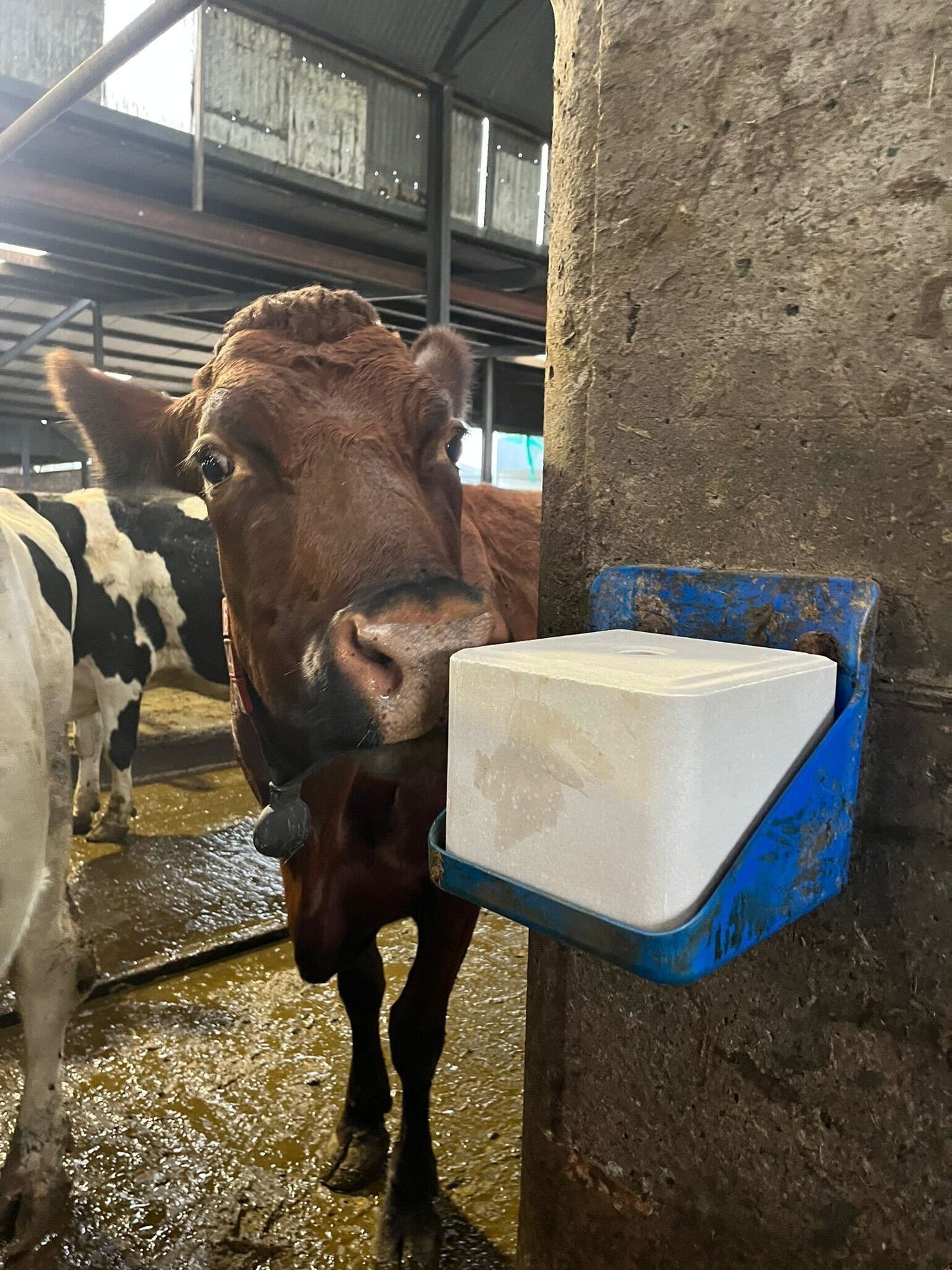Super Phos 9% High Fertility Mineral Blocks