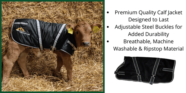 Comfy Calf Jacket Box of 12 (11 + 1 FREE)