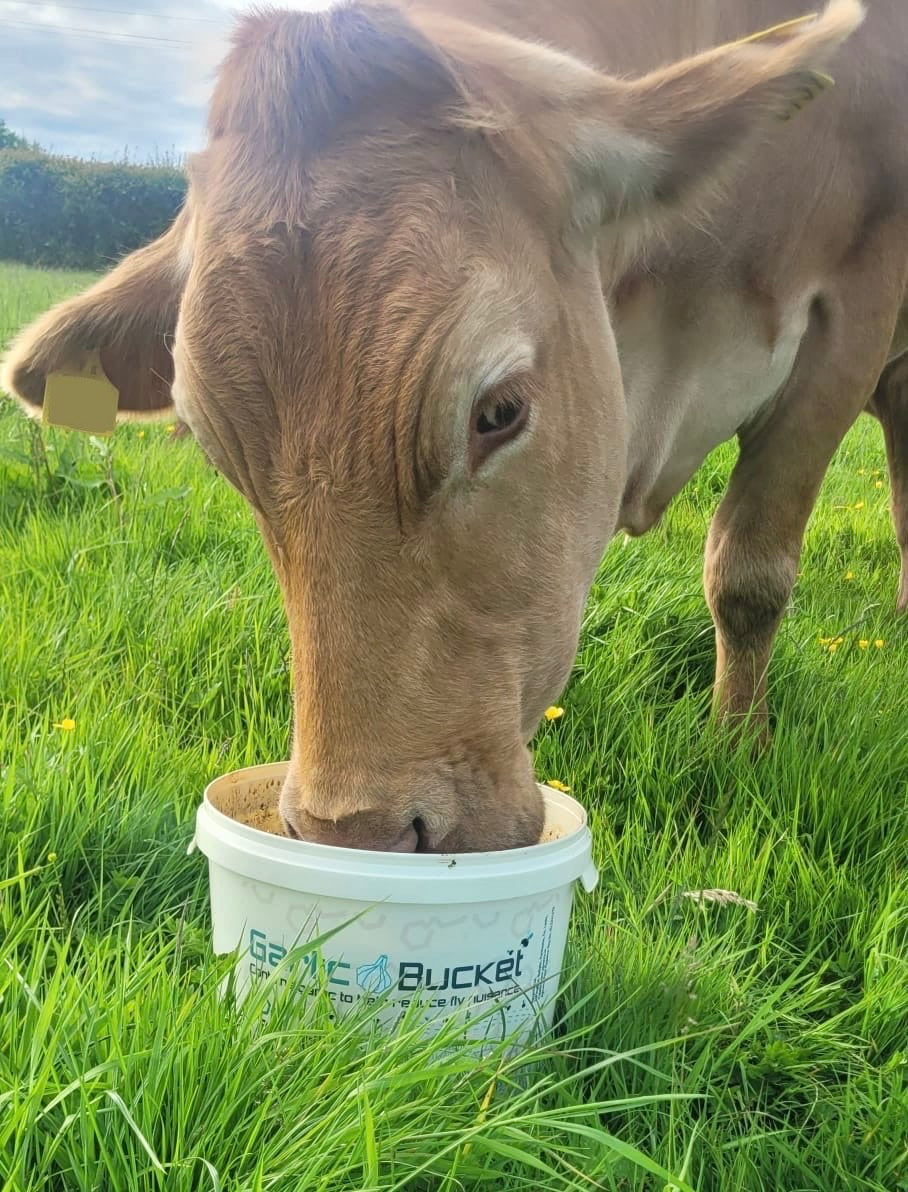 Garlic Seaweed Mineral Bucket 18kg
