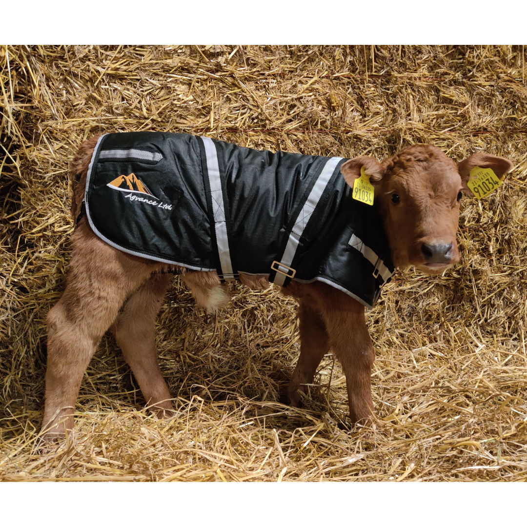 Comfy Calf Jacket Box of 12 (11 + 1 FREE)