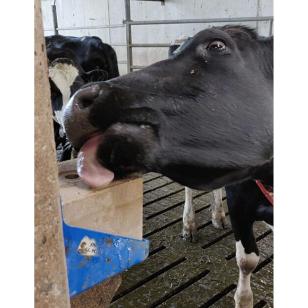Pre/Post Calving Ruminant Mineral Block