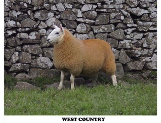 Cheviot Sheep Colouring
