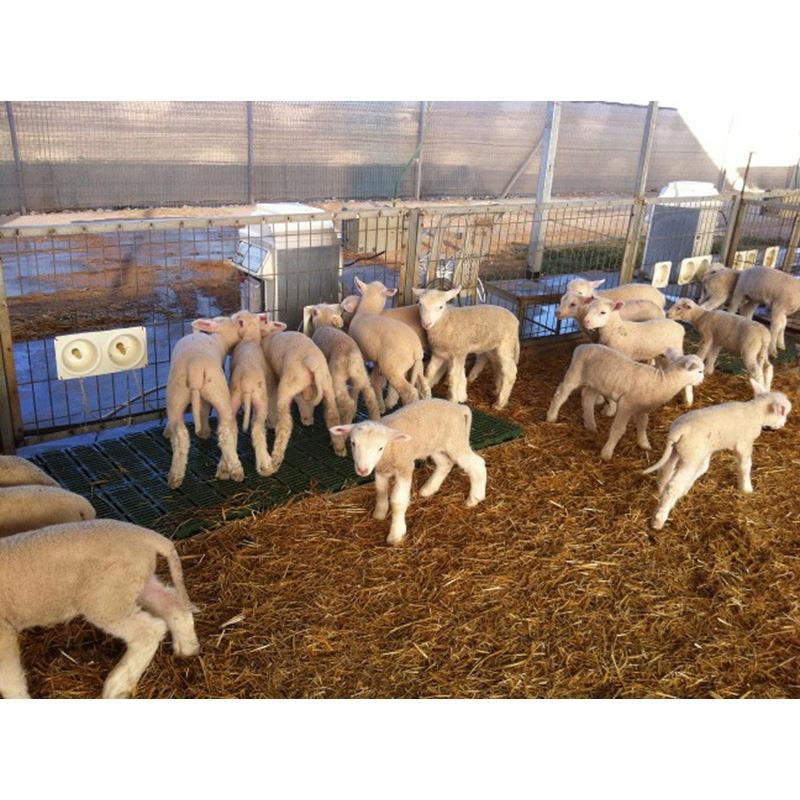 LacTek Automatic Lamb Feeder Animal Farmacy